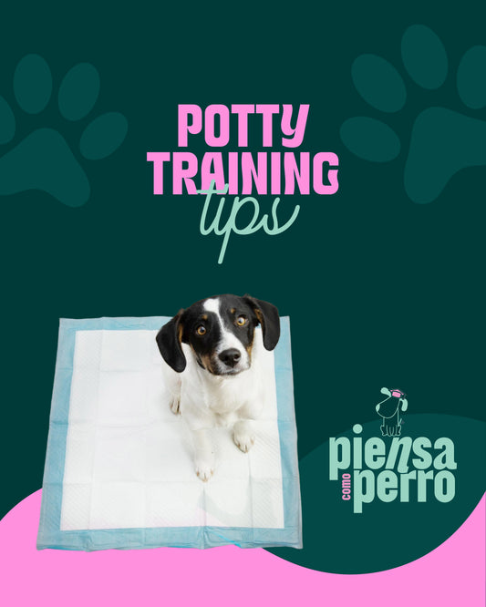 Potty Training Tips